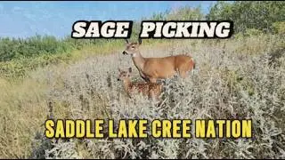 Sage Picking in Saddle Lake Cree Nation - Alberta