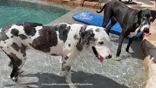 Senior Great Dane And Friends Enjoy Dipping And Sipping In the Pool