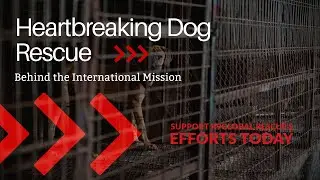 From Despair to Freedom: Inside an International Dog Rescue Mission - K9GR