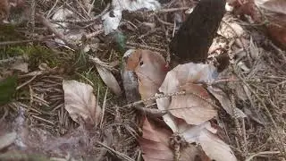 Swiss Morel Hunters 2021 (Morchella elata)