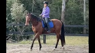 7 Days of Walk: a classical dressage experience