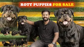 Rottweiler Dog kennel in Tamil Nadu | Dog for sales|Rottweiler 6381065327|Puppies For Sales|Dogsales