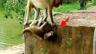 How tiny baby Lola play with big monkeys?, Smallest Lola hurt much during play with them