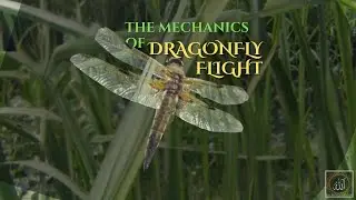 103 The Mechanics of Dragonfly Flight