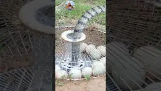 Great big snake trap #animal #snake #bigsnake #snaketrap #youtubeshorts #puttheatrapkp #traps #varal