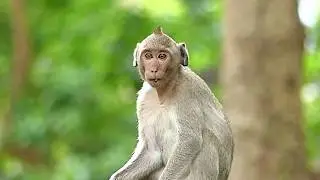 Poor Monkey Janet Alone hungry