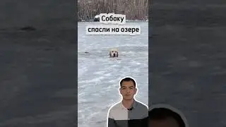 Собаку спасли пожарные на замерзающем озере 🧊🐕Кадры, от которых сжимается сердце.