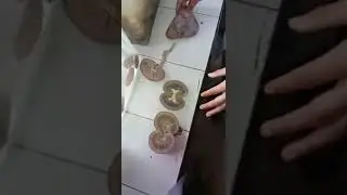 Kidney Of Ox & Different Species