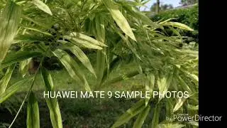 Huawei mate 9 sample photos