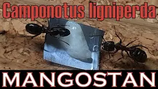 🐜 Camponotus ligniperda & Mangostan