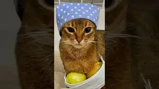 Cool cat