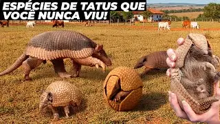 CONHE&Ccedil;A TODAS AS ESP&Eacute;CIES DE TATUS DO BRASIL