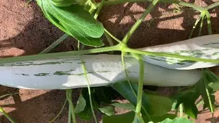 A Grade Fresh Organic Snake Tomatoes
