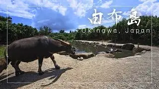 Tropical Island Scenery &ndash; Yubu Island (Okinawa, Japan) | 由布島【4K】