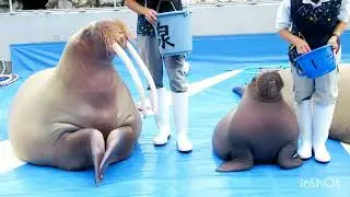 セイウチの赤ちゃん 大きくなりました 《大分マリーンパレス水族館 うみたまご》