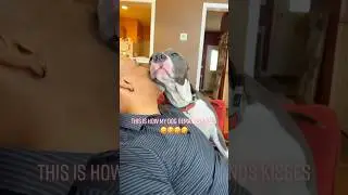 Velcro Dog 😂🤣🐶 #dog #fyp #foryou #dogsoftiktok #funnyvideos #pet #tiktok #funnydog
