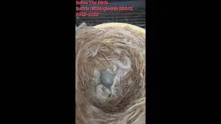Sotos The Birds:Sotiris Nikologiannis ES342 Νέο Έτος 2026...