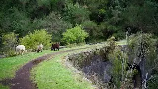 Madeira, Levada da Serra do Faial