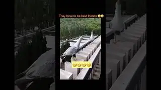 I didn&rsquo;t know seagulls had a sense of humor #funny #funnyanimals #shorts