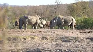 Waterhole socializing necessitated by the need for water. Rhino, Cape Buffalo + others.