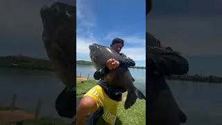 Peix&atilde;o de Goi&aacute;s #goias #varadepesca #tambacu #tamba