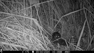 Camera trapping: brown rat and water vole / Foto trampeo: rata com&uacute;n y rat&oacute;n de agua europeo