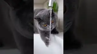 They&rsquo;re so cute😻🐱kitty moments🐈🐈&zwj;⬛😸 #cat #cuteanimal #viral #catblogger
