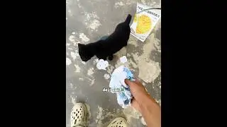 The Lost Cat Mystery Was Solved By A Clever Dog! #shorts