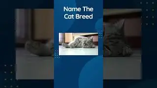Cat Quiz Shorts 2 - Guess The Cat Breed Trivia #shorts  #catquiz  #cattrivia  #catlovers #funquizzes