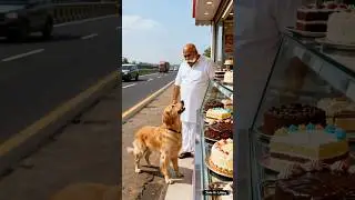 Poor dog stops bus for grandmother birthday #Dog #Shorts