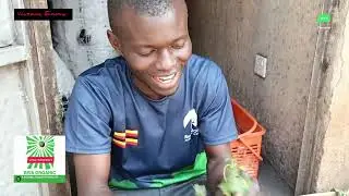 Preparing & Cooking Africa's Best Green Vegetables..Nakati By The Mad Man