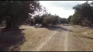 Finca Olivar en Venta en San Rafael del R&iacute;o-Castellon