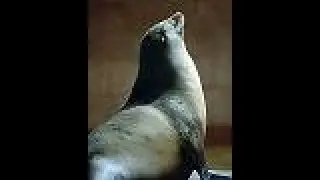How to Learn English:  Anchorage Fur Rendezvous