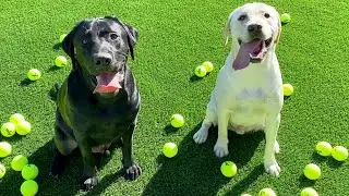 Suprising Labrador Brothers With 120 Tennis Balls!!