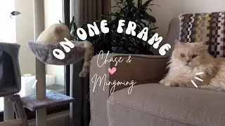 Chase & Mingming on one frame 🎞️ #mingming #chase #britishcats #adoptdontshop #cute