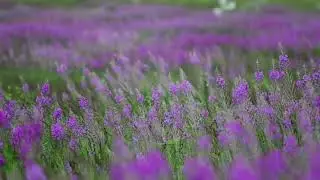 willowherb