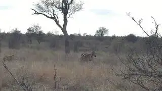 Cheetah goes for Zebra