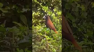 Cute chestnut Munia 🧡🤎 #birds #nature