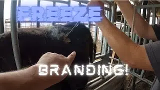 Freeze Branding the Replacement Heifers!