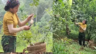 Single mother built a temporary bathroom, cut lemons to plant and cut firewood to sell #l&yacute;ngọcanh