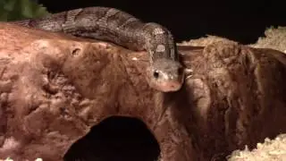 My male charcoal corn snake wandering around
