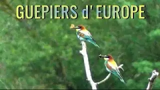 GUEPIERS d 'EUROPE