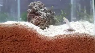 Baby jawfish eating tiny shrimp