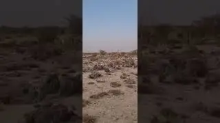 Funny dog and rabbit chase