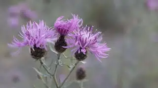 SPOTTED KNAPWEED (Centaurea maculosa)
