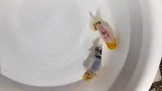 DSCF9855
