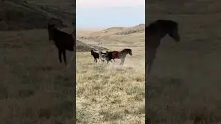 Horse vs Donkey 🐎🆚🫏