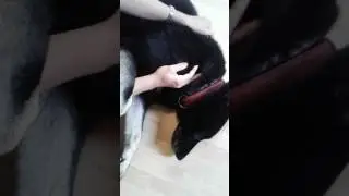 Passives Durchbewegen der Gelenke beim Hund