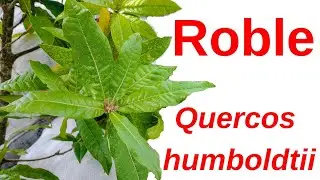 Roble. Quercos humboldtii