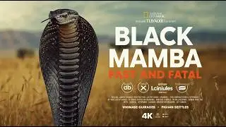 Black Mamba Speed Without Mercy